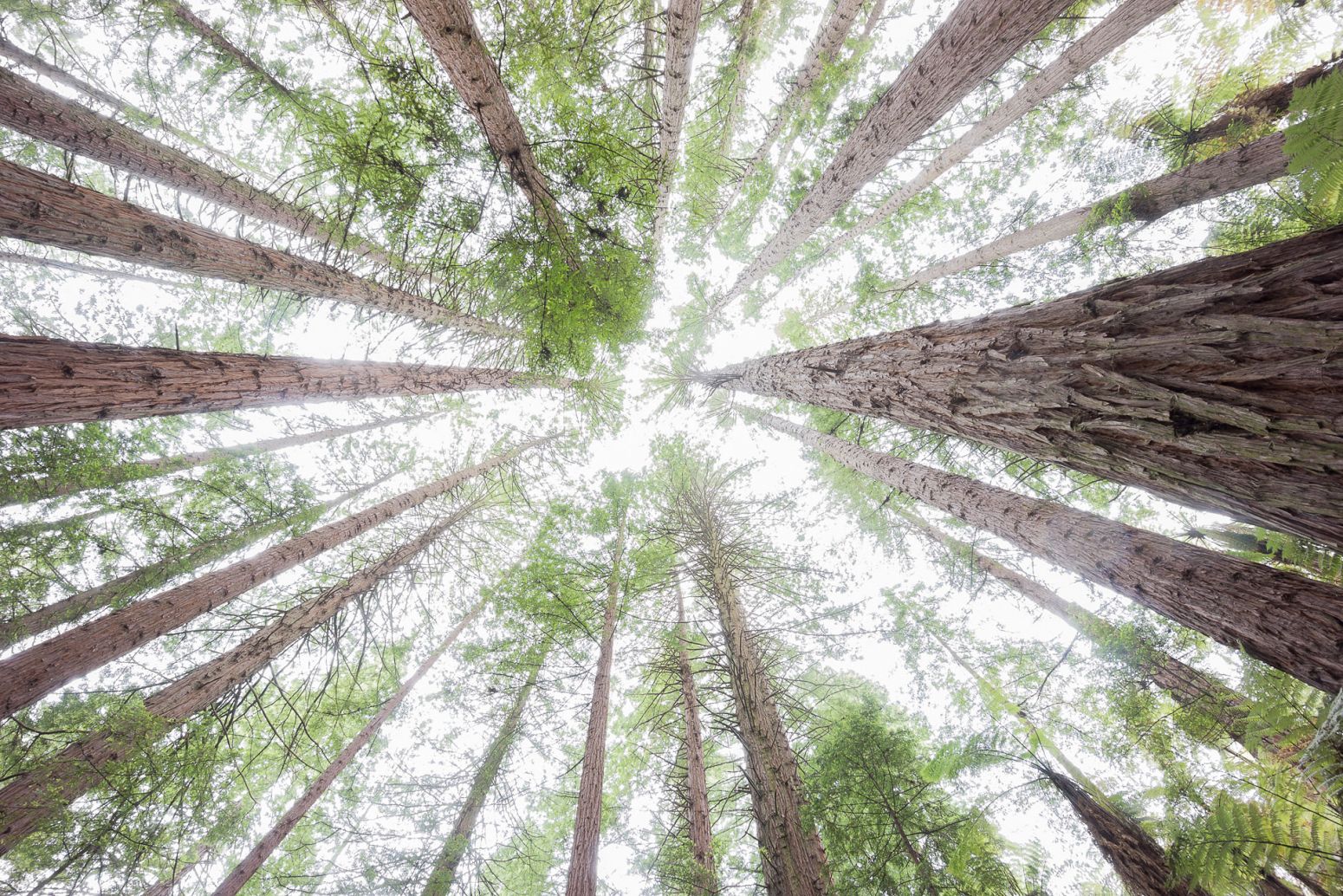 Californian redwood trees in The Redwoods – Whakarewarewa Forest, Rotorua, New Zealand